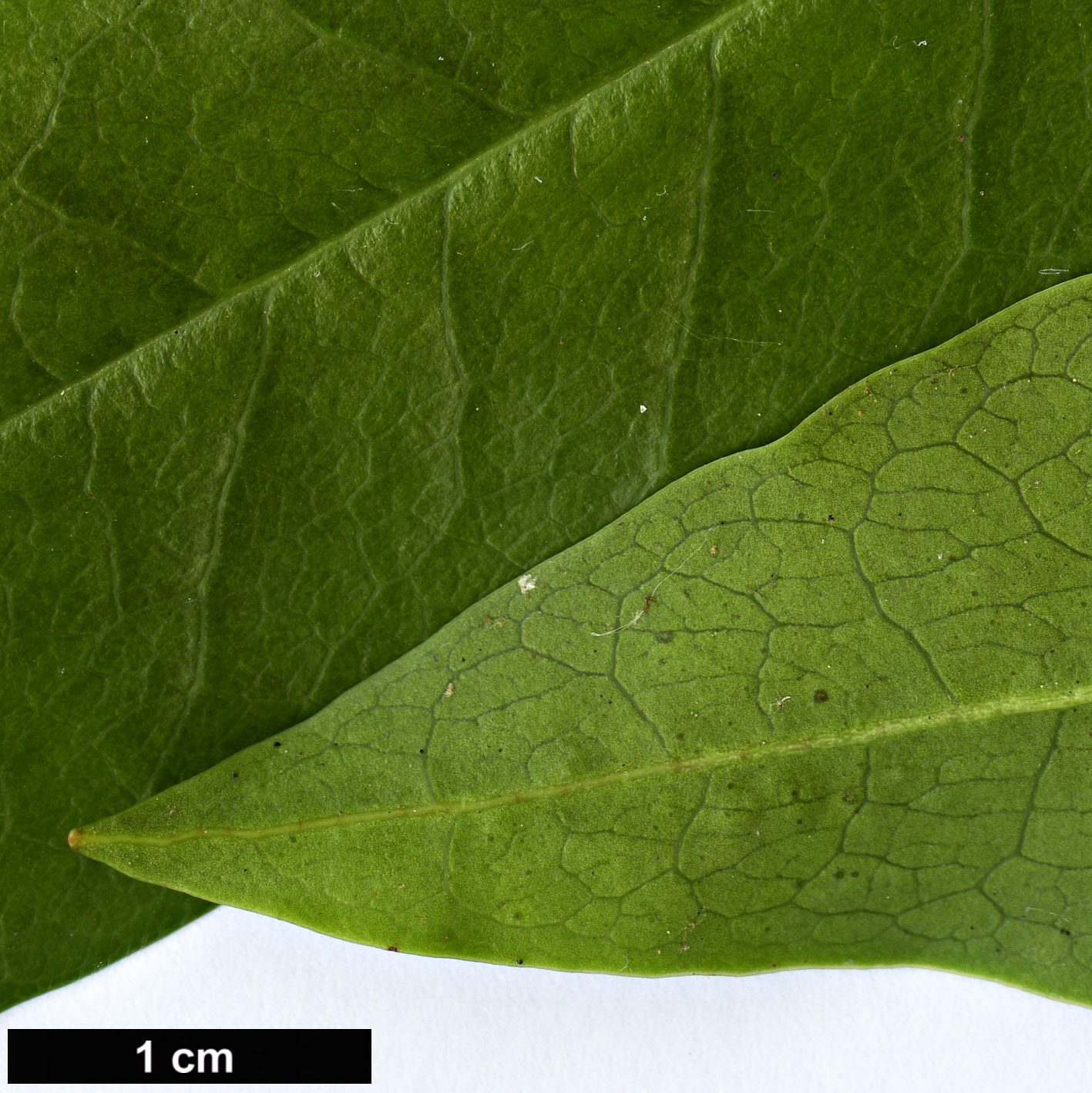 High resolution image: Family: Ericaceae - Genus: Rhododendron - Taxon: latoucheae - SpeciesSub: var. latoucheae